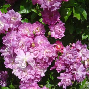 Rosa 'Veilchenblau' (multiflora)