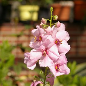 Verbascum x cultorum 'Jackie in Pink' ®