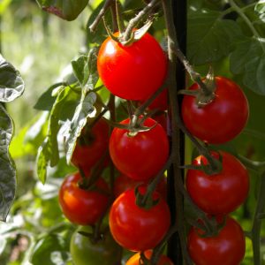 Tomate 'Gardeners Delight'