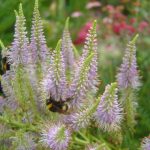 Veronicastrum virginicum 'Fascination'