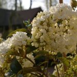 Viburnum x 'Eskimo'