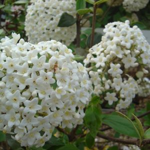Viburnum x burkwoodii 'Mohawk'
