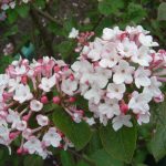 Viburnum carlesii "Aurora"