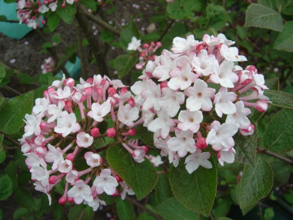 Viburnum carlesii "Aurora"