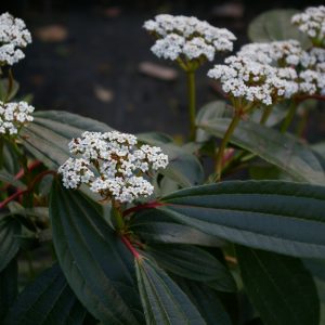 Viburnum davidii