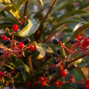 Viburnum x hillieri 'Winton'