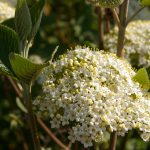 Viburnum lantana 'Mohican'