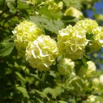Viburnum opulus 'Roseum'