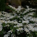 Viburnum plicatum "Mariesii"