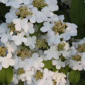 Viburnum plicatum 'Summer Snowflake'