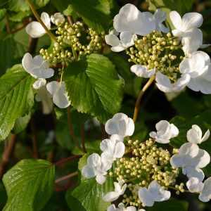 Viburnum plicatum tomentosum