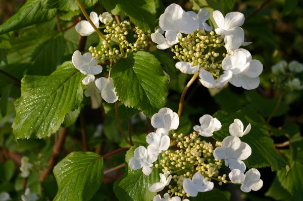 Viburnum plicatum tomentosum