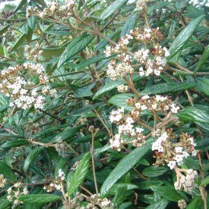 Viburnum x pragense
