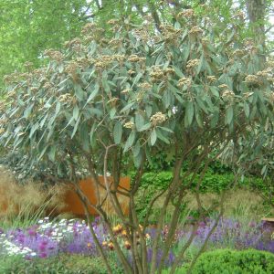 Viburnum rhytidophyllum