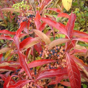 Viburnum nudum 'BRANDYWINE' ®