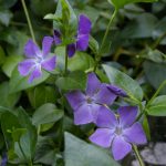 Vinca major