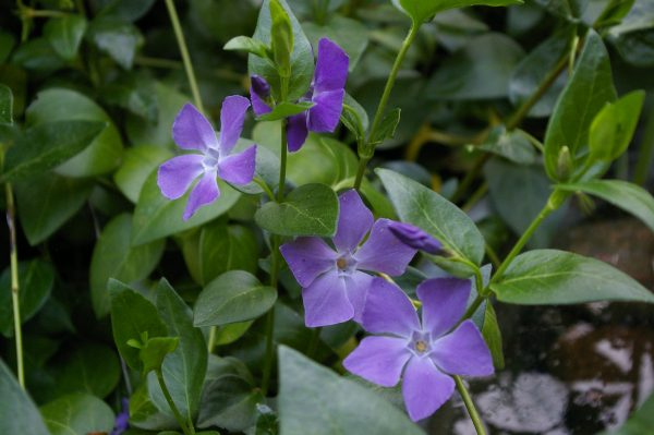 Vinca major