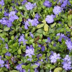 Vinca minor