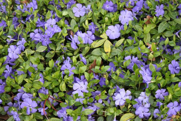 Vinca minor