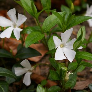 Vinca minor 'Gertrude Jekyll'