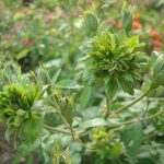 Rosa 'Viridiflora' (Chinarose)