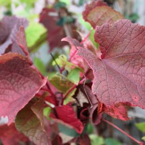 Vitis amurensis