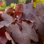Vitis vinifera 'Purpurea'