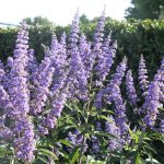 Vitex agnus-castus