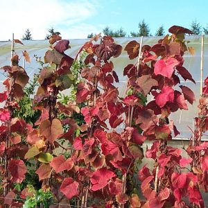 Vitis coignetiae