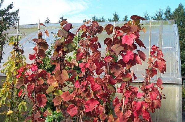 Vitis coignetiae