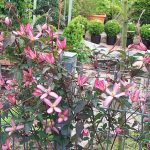 Clematis montana "Warwickshire Rose"