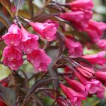 Weigela florida 'Alexandra' (WINE & ROSES) ®