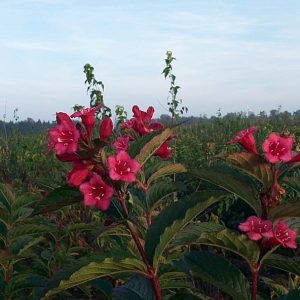 Weigela Hybr."Bristol Ruby"