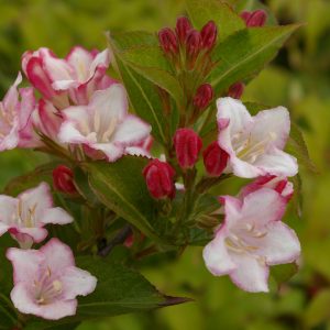 Weigela Hybride Carnaval -R-