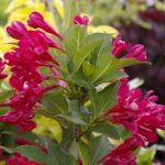 Weigela Hybride 'Red Prince'