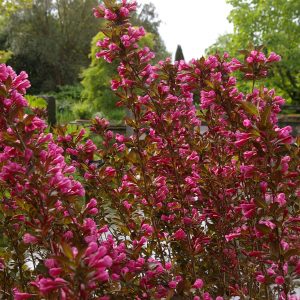 Weigela florida 'Purpurea' (Foliis Purpureis)