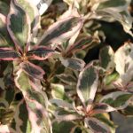Weigela florida 'MONET' ® (Verweig)