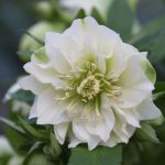Helleborus x hybridus (or-Hybr) "Gefüllt Weiß"
