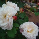 Rose 'Gruß an Aachen'