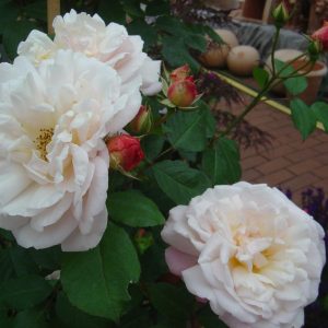 Rose 'Gruß an Aachen'