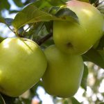 Apfel 'Weißer Winterglockenapfel'