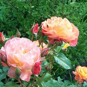 Rosa 'Westerland' ®