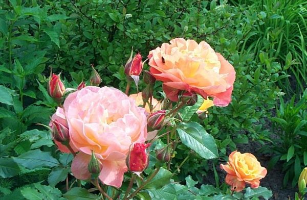 Rosa 'Westerland' ®