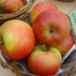 Apfel 'Wildeshauser Renette'