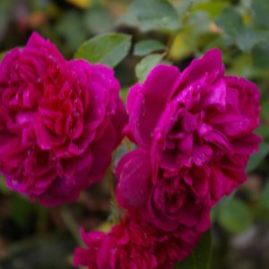 Rosa 'William Shakespeare 2000' ®