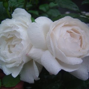 Rosa 'Winchester Cathedral' ®