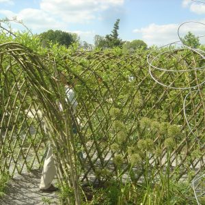 Salix viminalis