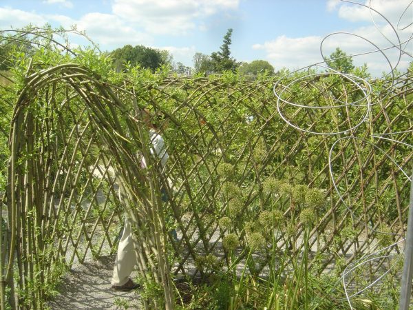 Salix viminalis