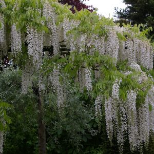 Wisteria floribunda f. alba 'Shiro-noda'