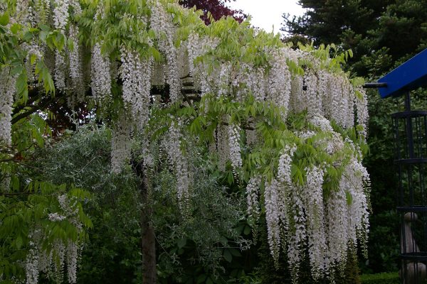 Wisteria floribunda f. alba 'Shiro-noda'